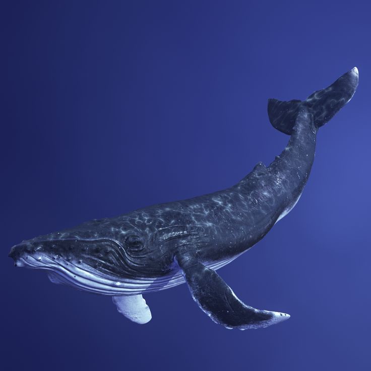 A whale suspended in blue water
